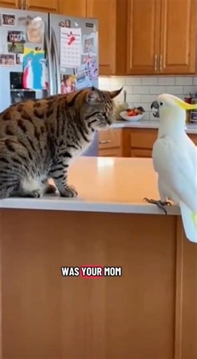 Funny Animal Argument in the Wild #shortsfeed #funnyanimal