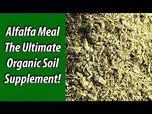 Alfalfa Meal The Ultimate Organic Soil Supplement