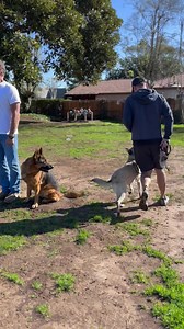 8.8K views · 940 reactions | Every Day is Training Day. A quick video from my group class last week at the park. I expect all dogs to be neutral to other dogs…. Not friendly, but neutral. This is a great example with Yossi and Siggy. #dogtraining #dogtrainingtips #dogtrainer Check my online lessons at: https://robertcabral.com | Robert Cabral | Facebook
