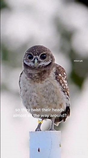 Baby Owl’s Cutest Moment Ever 🦉💖 You Won’t Believe This!