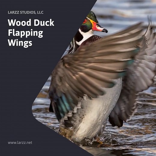 "Wood Duck Flapping Wings": https://www.larzz.net/warehouse-open-edition-prints/art_print_products/wood-duck-flapping-wings A wood duck flaps its colorful wings, creating ripples in the serene waters of Bitterroot Valley during the golden hour. Its striking features are illuminated by the setting sun. | Larzz Studios | Facebook