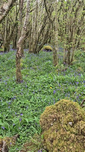 A Bluebell (Hyacinthoides non-scripta) carpet beneath the Hazel woods. County Clare, Ireland.