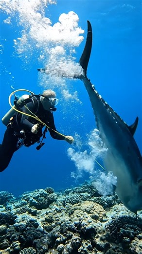 “GIANT Monster Tuna Attack! Unbelievable Live Hooking Moment 😲🐟 #shorts”