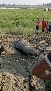 1.1M views · 154K reactions | Please Follow Me Guys Like This Video  Check My Profile 100%✅ Original Content..#shorts #foryoupage #viral #HarsRaj #Creative_Editing #viral #trandingsong #quito #superstar #tranding #bhojpurisong #2023 #love #story #status #fallowme #bhopuriya_swag #khesarilalyadav #nawensingh #programming #reelsinstagram #reelsvideo #reels #instagood #trendingreels #trending #explorepage . | RAJU BABU | Facebook