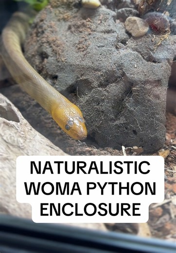 Setting Up a Woma Python Enclosure Easily