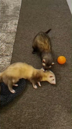 Just a CUTE FERRET video #cute #funny #ferret