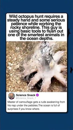 SHORELINE FISHING FOR WILD SAND OCTOPUS