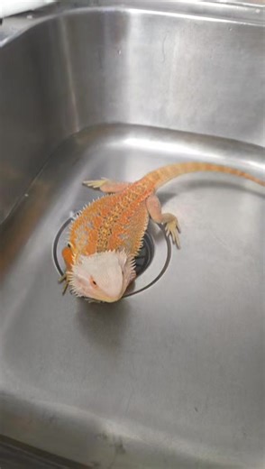 Bearded Dragon Baths: Caring for Your Growing Pet
