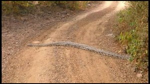 473K views · 6.6K reactions | Python crossing the road in Ranthambore #Python #reptile #wildlife #india #travel #ranthambore | Ranthambhore National Park | Facebook