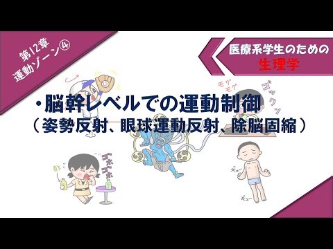 生理学　運動ゾーン④　「姿勢反射、眼球運動反射、除脳固縮（γ固縮）」