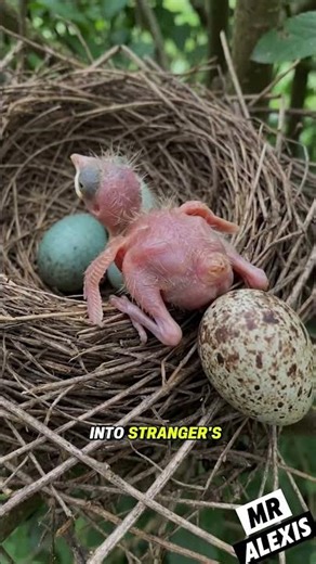 The Cuckoo Bird: Master of Deception in Nature