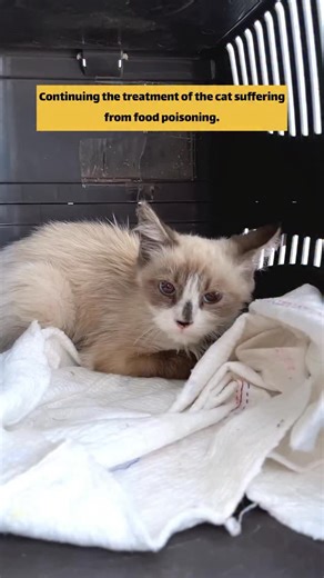 1.8K views · 295 reactions | Continuing the treatment of the cat that suffered from food poisoning after monitoring its condition and seeing improvement. We also gave it vaccinations against parasites and worms, as well as supplements. Now it is in good health. Thank you for your continuous support for these cats.梁﫶 . . #cats #cat #for | Momen.Ibrahim99 | Facebook