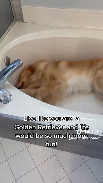 Live Like a Golden Retriever: The Ultimate Good Boy Life