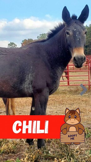 14K views · 550 reactions | Meet the Equine of the Day! For more...