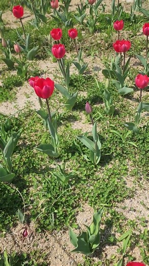 26년4월1일12시29분: 마곡 서울식물원에서 튤립가 피었다. 산책은 언제나 즐거워. 郁金香1.울금향 #튤립 #tulip