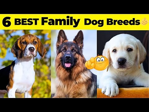 6 Best Family Dogs Breeds In India | Best Dog Breeds For Indian Families