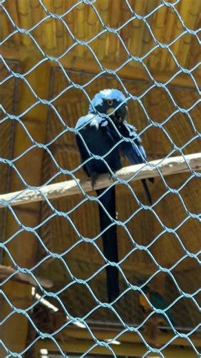 A Blue Macaw Bird