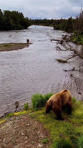 Tomorrow marks the opening day of our 2025 Katmai bear viewing tour! Katmai National Park is one of the world’s top destinations for observing brown bears, with a concentrated population of over 2,000 in the area. The park is also home to the iconic Brooks Falls, where you can witness bears catching salmon in their natural habitat. Viewing is from elevated platforms giving you the unique opportunity to safely watch the bears feed. This exclusive tour runs for just one month, timed perfectly with