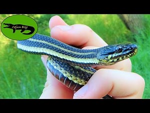 Super Rare Marsh Snake!