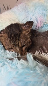 Gris Update! I call Gris Mr. Grouchy because he pretends he doesn't like my love and attention — but deep down, I know he's just not feeling 100%, and it makes him a little grouchy. Overall, he's doing well. He has this cheek injury that’s taking a while to heal, but he's been a good boy with his cone, and we hope he'll have his last visit to the vet for it this week. 🤞 We'll keep you updated! | Cats Of San Bernardino