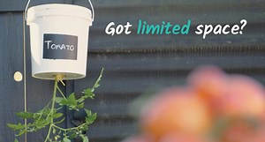 Upside Down Tomato Planter Gardening Hack