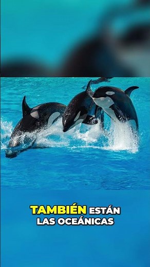 ¡Descubre los Tipos de Orcas! Residentes, Transitorias y Oceánicas