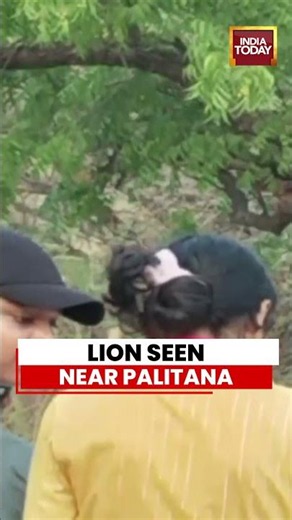 Lion Seen Near Palitana | Viral Video Shows Big Cat Roaming Shatrunjay Hill In Bhavnagar
