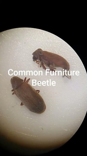 What do Woodworm beetles look like? (Common Furniture Beetles)