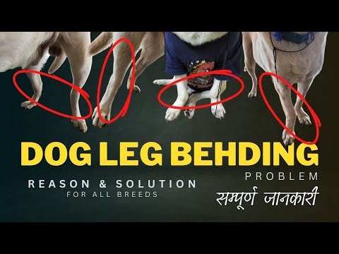 dog leg bend problem solution & reason | german shepherd leg bend problem |dog leg bend treatment