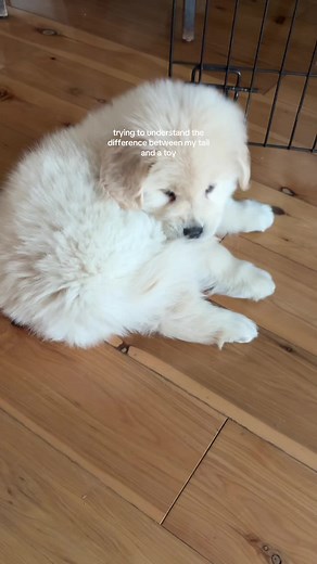just figuring things out #buoythegolden #goldenretriever #goldenretrieverpuppy
