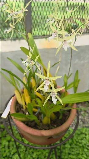 Miltonia flavescens #plantassk #orchid #nature