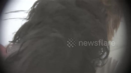 US: Undercover Investigation Reveals Sick Puppies Suffering In New York