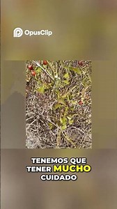 El secreto mejor guardado de la naturaleza ( rosa mosqueta)🌷como hacer aceite rosa mosqueta parte2