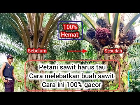 The secret behind growing oil palm fruit thick and fertile without much capital and not in vain