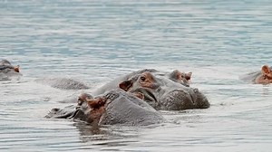 Close-up of hippo