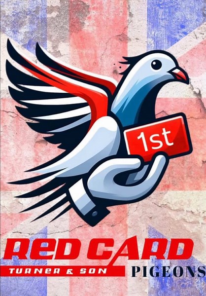 Like and follow❤️ #racingpigeons #fyp #like #redcardpigeons #racingpigeonsuk #nature #pigeons