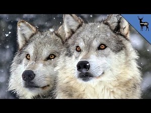 Meet the Lone Wolf Who Finally Found Love