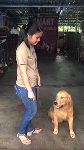 48 reactions · 8 comments | သားေခ်ာေလး သူ ့သခင္ႏွင့္အတူအဆင့္ျမင့္သင္ခန္းစာေလ့က်င့္ေနတာပါခင္ဗ်ာ | SMART DOG TRAINING SCHOOL - MYANMAR | Facebook