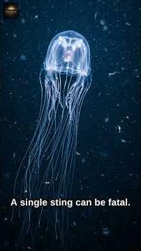Top 10 Most Dangerous Animals in the World