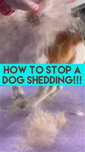 14K views · 93 reactions | One for the dog owners!!!“How do I...