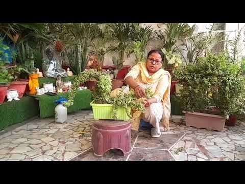 Jade plant se elephant diy es Tarah banaenge to garden bahut achha lagega/#maacreativekitchengarden