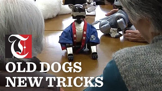 Robot dog's big come back | Times of Oman