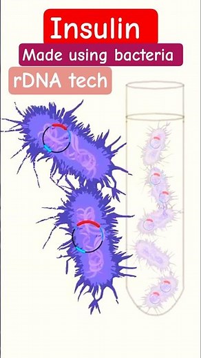 Insulin made using Bacteria #recombinantdnatechnology #insulin #bacteria #biotechnology