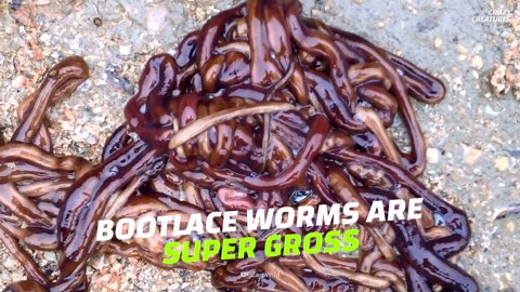These alien creatures live among us