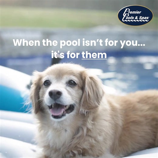 POV: You built a dream pool… and your dog took it over 🐾Can’t say we blame them! https://ppas.com/fb . . . #premierpoolsandspas #ppas #poolday #pool #pools #backyardpool #backyardpoolideas #poolfun #swimmingpool #poolbuilder #pooldesign #poolconstruction #poolandspas #swimmingpoolbuilder #swimmingpooldesign | Premier Pools & Spas - Sacramento