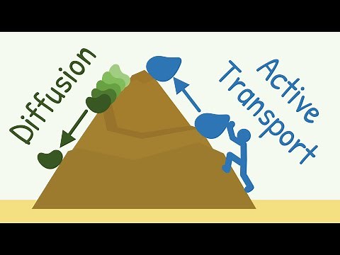 Diffusion vs Active Transport || Transport Through the Cell Membrane || General Physiology
