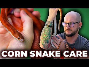 Complete Corn Snake Care Guide 2026