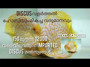 Discus fish Farming || ഡിസ്‌കസ് വളർത്തൽ ഹോബിയും വരുമാനവും || DreamCatchers by Deepu Kulakkattil