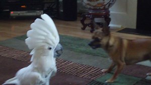 1.9M views · 39K shares | These cockatoos are ready for a wild weekend! Are you? | America's Funniest Home Videos | Facebook