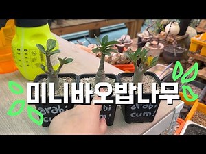 미니바오밥나무🌱 | 잘 키우는 법🔥 | 아데니움 아라비쿰 (Adenium arabicum)
